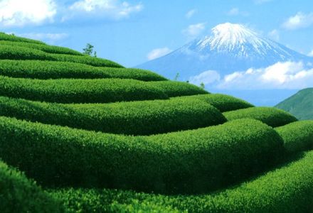 Tea in Japan: growing, varieties and traditions