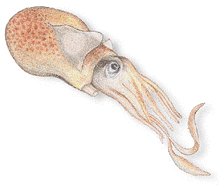 Baby squid