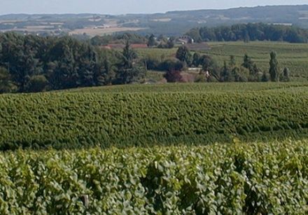Bergerac Wines