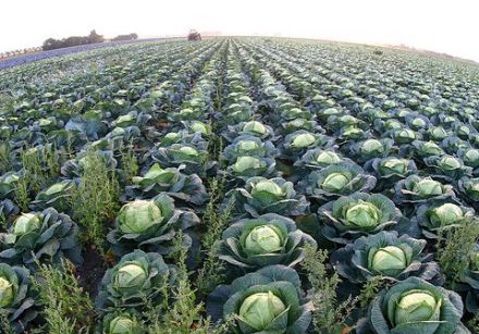 The fall brings an embarrassment of cabbage riches