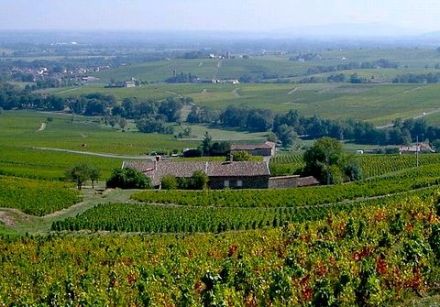 Burgundy Wines - Saint-Véran
