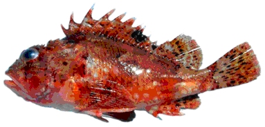 Red Scorpion Fish