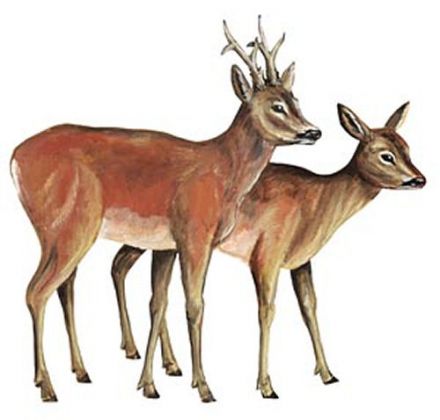 Western Roe deer 