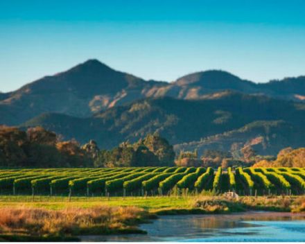 New-Zealand wines - Marlborough