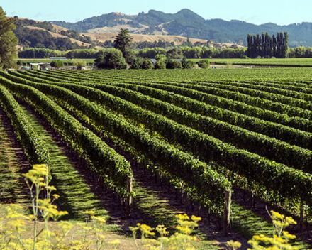 New-Zealand wines > Gisborne