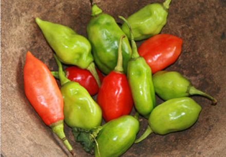 Sweet chili pepper