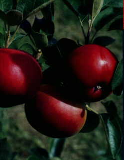 Early Geneva apple
