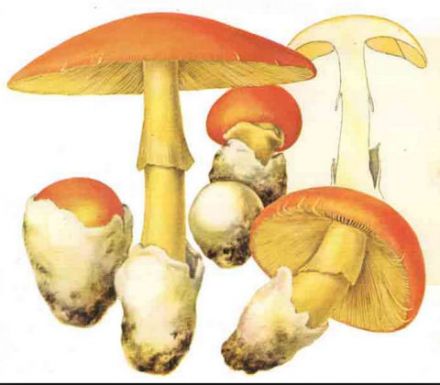 Caesar's mushroom