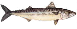 Mackerel (Atlantic Mackerel)