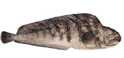 Atlantic catfish