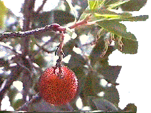 Arbutus berry