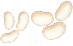 White Bean or White Kidney Bean