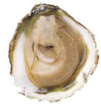 Flat Oyster