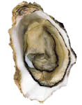 Cupped oyster or Portuguese oyster