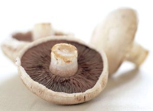White Mushroom or Cultivated Mushroom