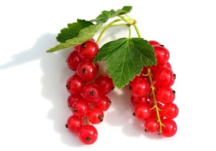 Red Currant and White Currant