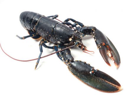 A little glossary of lobster-related terms