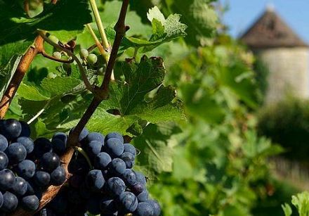 Wines from the South-West - Vins de Pays des Côtes de Gascogne 2