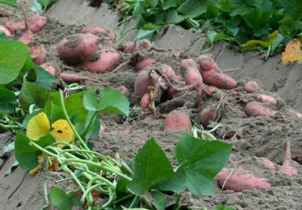 Growing, harvesting & curing American sweet potato 1
