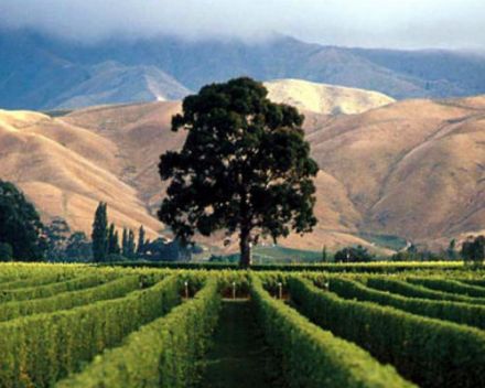 New-Zealand wines