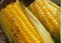 Corn on the cob