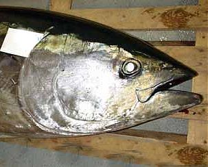 Eurasian-Style Bluefin Tuna Tartar with Poached Quail Egg