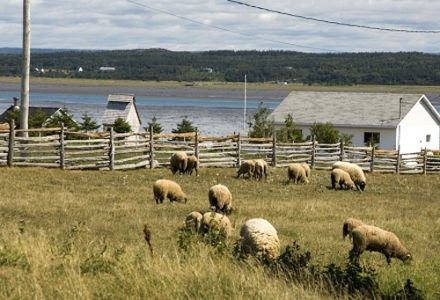 Flavors of Côte-du-Sud (Bas Saint-Laurent / Chaudière-Appalachians) 5