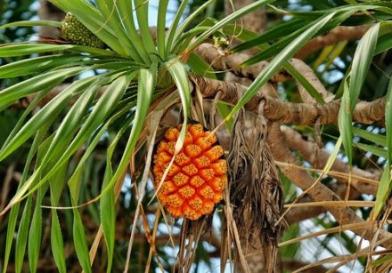 Reunion Island South Festivals 4